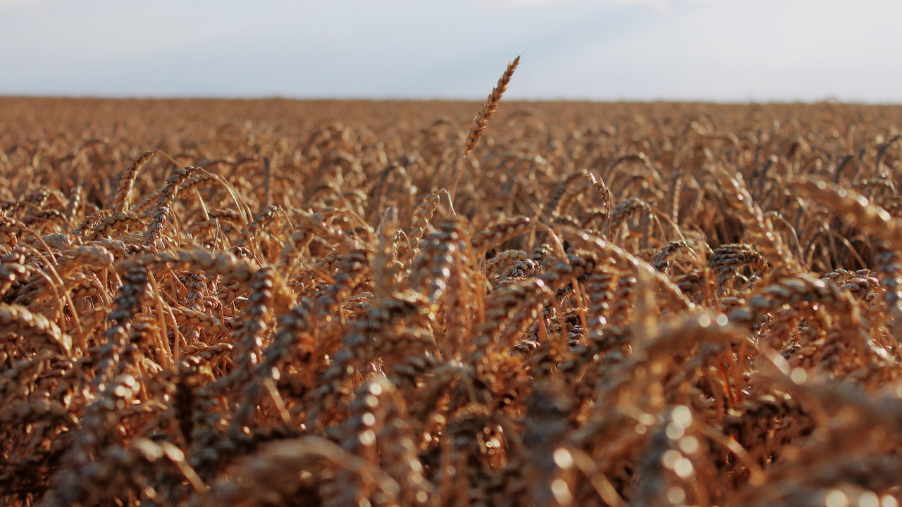 Gluten och IBS